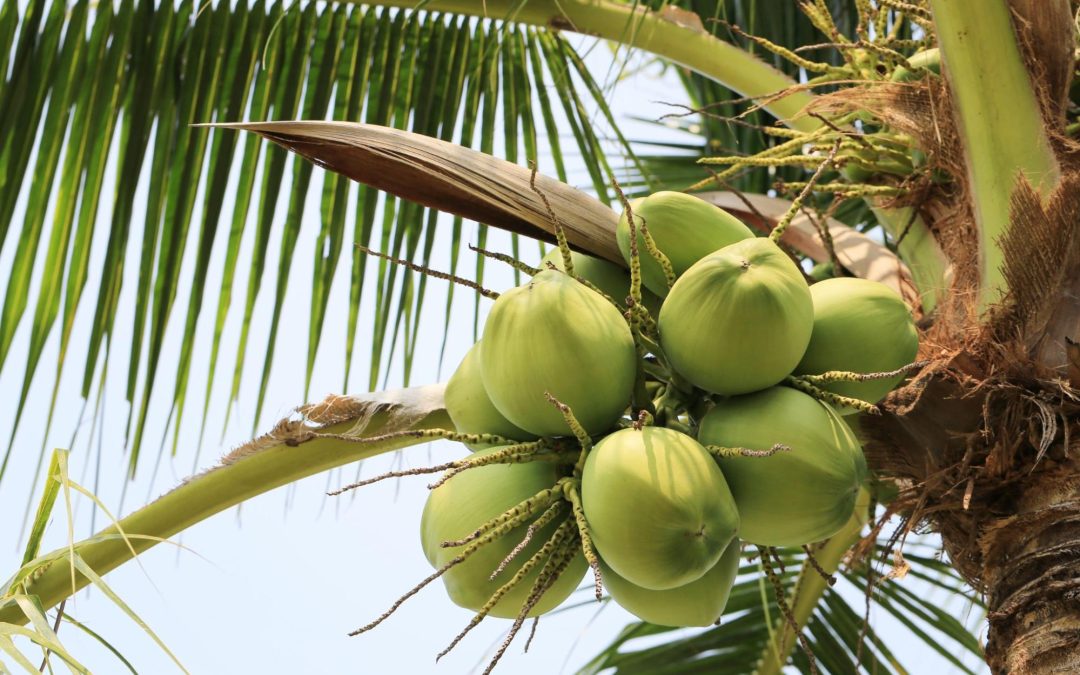 Cachos de cocos verdes pendurados em um coqueiro robusto, com folhas longas e finas destacando-se contra o céu. O coqueiro é uma planta ideal para terrenos arenosos, adaptando-se bem a solos com boa drenagem e alta incidência de sol.