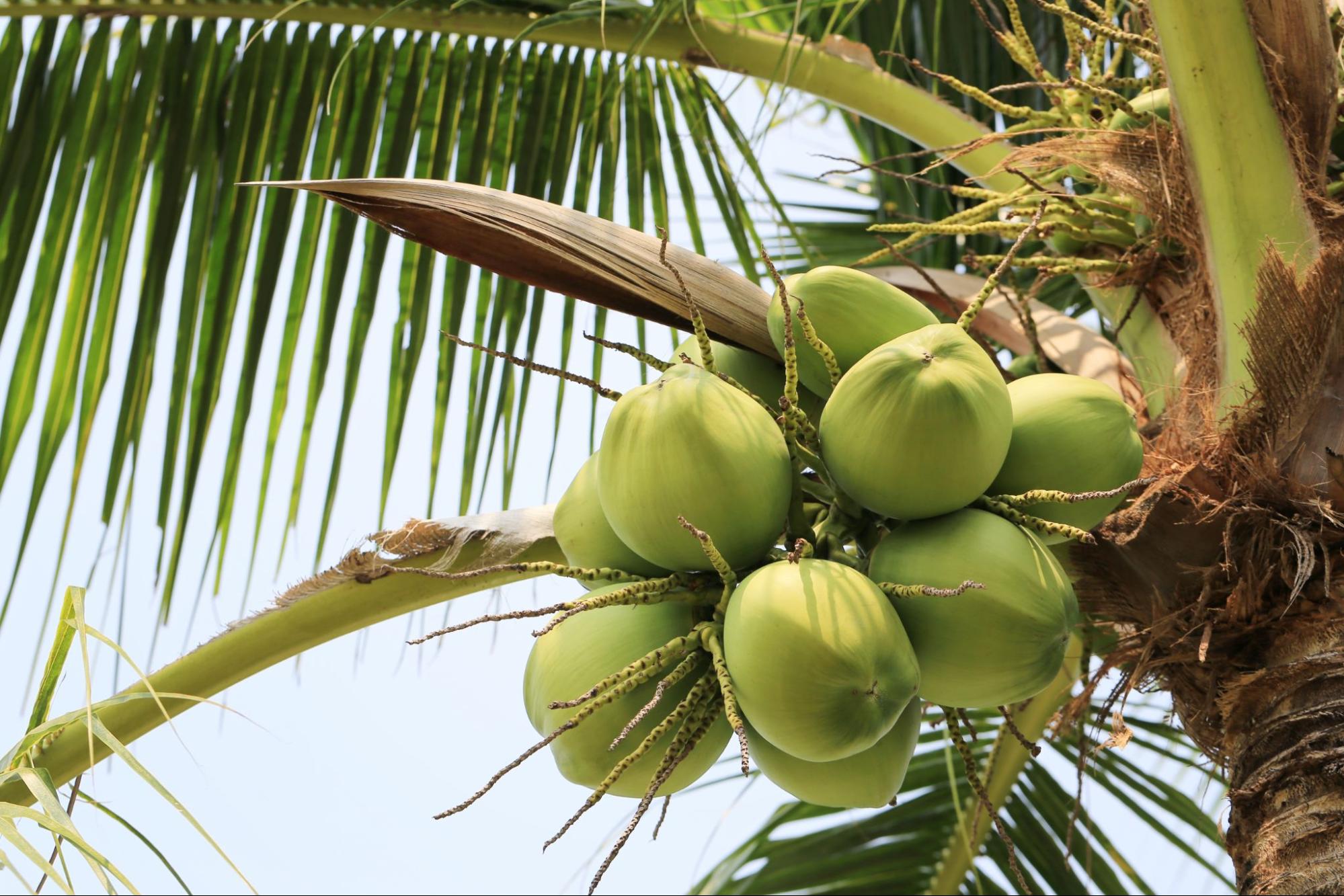 Cachos de cocos verdes pendurados em um coqueiro robusto, com folhas longas e finas destacando-se contra o céu. O coqueiro é uma planta ideal para terrenos arenosos, adaptando-se bem a solos com boa drenagem e alta incidência de sol.